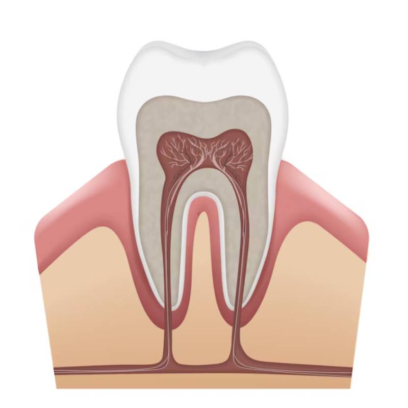 Root Canal facilitiy